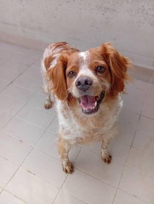 VENDO Cani a Corte Franca &ndash; foto 1
