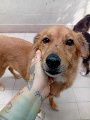 VENDO Cani a Corte Franca &ndash; foto 1