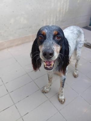 VENDO Cani a Corte Franca &ndash; foto 1