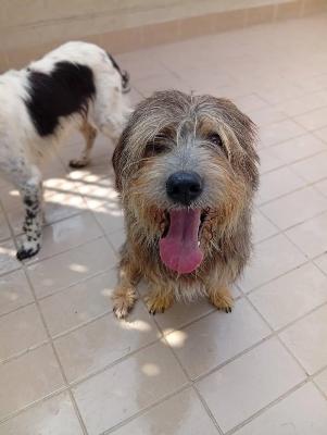 VENDO Cani a Corte Franca &ndash; foto 1