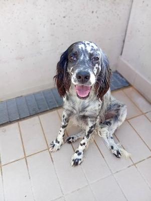 VENDO Cani a Corte Franca &ndash; foto 1