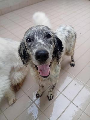 VENDO Cani a Corte Franca &ndash; foto 1
