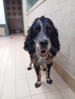 VENDO Cani a Corte Franca &ndash; foto 1