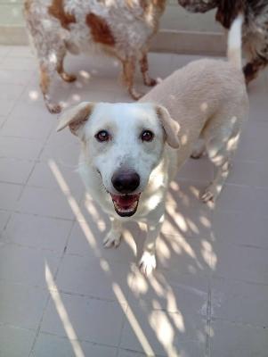 VENDO Cani a Corte Franca &ndash; foto 1