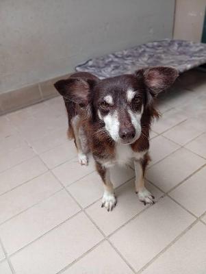 VENDO Cani a Corte Franca &ndash; foto 1