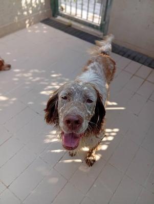 VENDO Cani a Corte Franca &ndash; foto 1