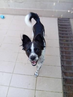 VENDO Cani a Corte Franca &ndash; foto 1