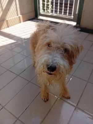 VENDO Cani a Corte Franca &ndash; foto 1