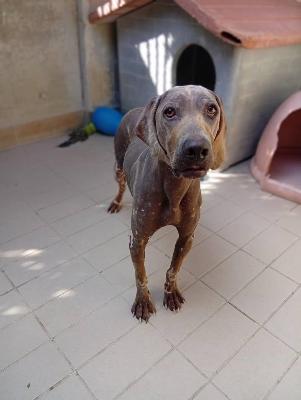 VENDO Cani a Corte Franca &ndash; foto 1