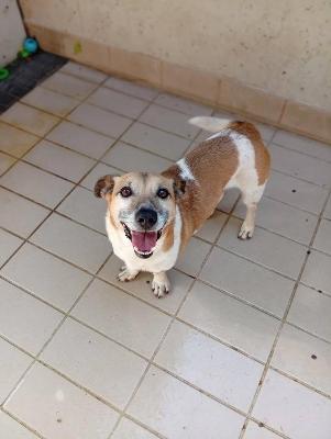 VENDO Cani a Corte Franca &ndash; foto 1