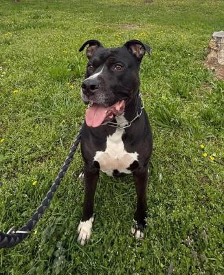 VENDO Cani a Brescia &ndash; foto 1
