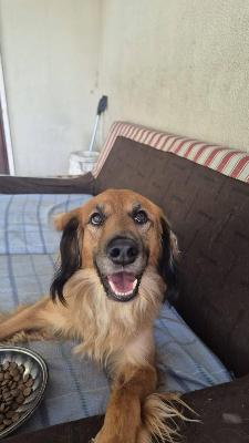 VENDO Cani a Brescia &ndash; foto 1
