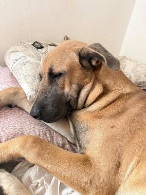 VENDO Cani a Somma Lombardo &ndash; foto 1
