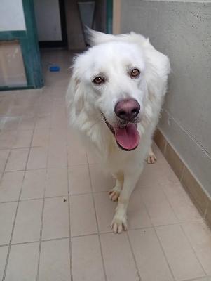 VENDO Cani a Corte Franca &ndash; foto 1