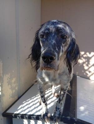 VENDO Cani a Corte Franca &ndash; foto 1