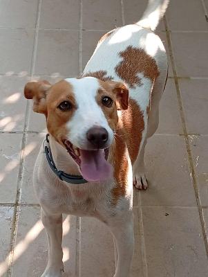 VENDO Cani a Corte Franca &ndash; foto 1