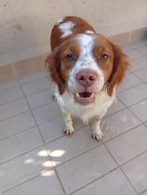 VENDO Cani a Corte Franca &ndash; foto 1