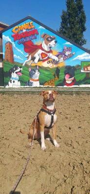 VENDO Cani a Tortona &ndash; foto 1