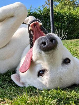 VENDO Cani a Mariano Comense &ndash; foto 1