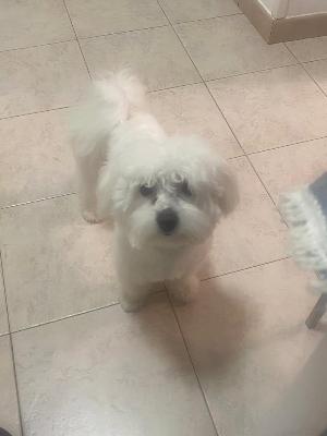 VENDO Cani a Brescia &ndash; foto 1