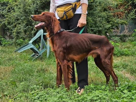 VENDO Cani a Brescia &ndash; foto 1