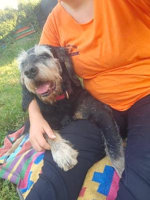 VENDO Cani a Brescia &ndash; foto 1