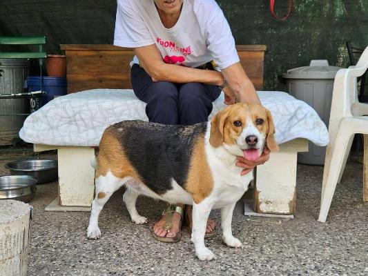 VENDO Cani a Brescia &ndash; foto 1