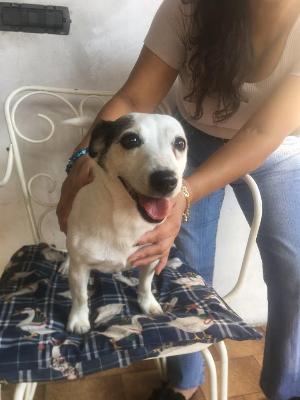 VENDO Cani a Somma Lombardo &ndash; foto 1