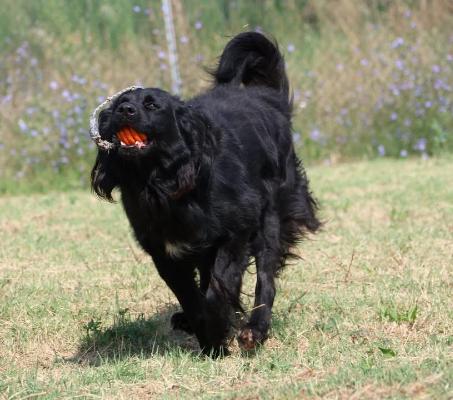 VENDO Cani a Formigine &ndash; foto 1