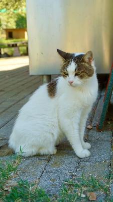 VENDO Gatti a Formigine &ndash; foto 1