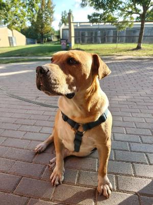 VENDO Cani a Formigine &ndash; foto 1
