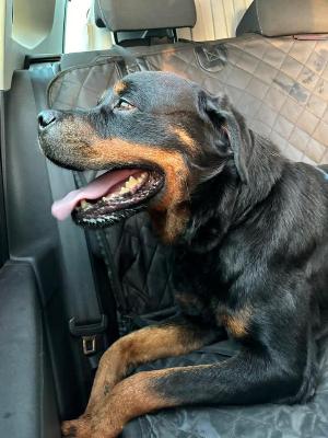 VENDO Cani a Formigine &ndash; foto 1