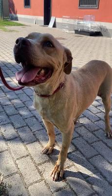 VENDO Cani a Formigine &ndash; foto 1