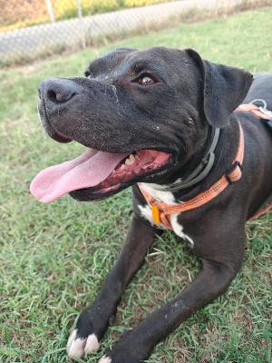 VENDO Cani a Formigine &ndash; foto 1