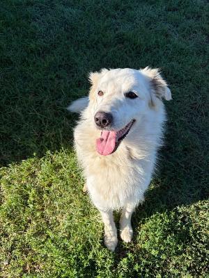 VENDO Cani a Formigine &ndash; foto 1