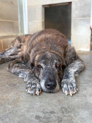 VENDO Cani a Formigine &ndash; foto 1