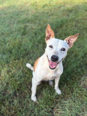 VENDO Cani a Formigine &ndash; foto 1