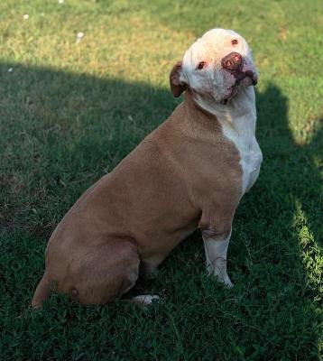 VENDO Cani a Formigine &ndash; foto 1