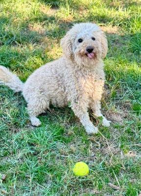 VENDO Cani a Formigine &ndash; foto 1