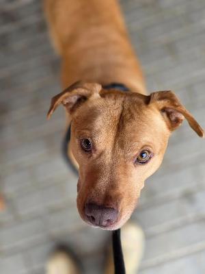 VENDO Cani a Formigine &ndash; foto 1