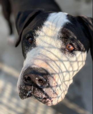 VENDO Cani a Formigine &ndash; foto 1