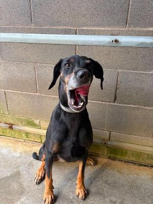 VENDO Cani a Formigine &ndash; foto 1