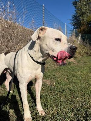 VENDO Cani a Formigine &ndash; foto 1
