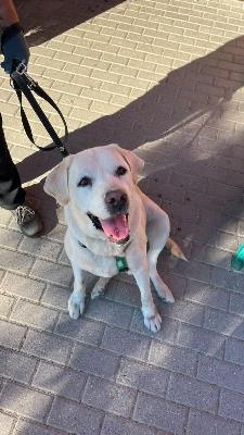 VENDO Cani a Formigine &ndash; foto 1