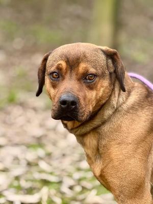 VENDO Cani a Formigine &ndash; foto 1
