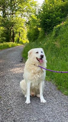 VENDO Cani a Pavullo nel Frignano &ndash; foto 1