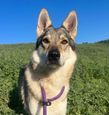 VENDO Cani a Pavullo nel Frignano &ndash; foto 1