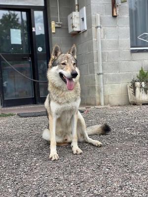 VENDO Cani a Pavullo nel Frignano &ndash; foto 1