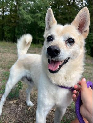 VENDO Cani a Pavullo nel Frignano &ndash; foto 1