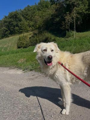 VENDO Cani a Pavullo nel Frignano &ndash; foto 1